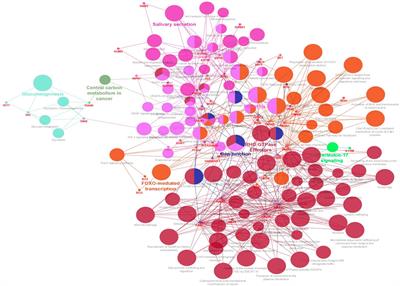 Role of 14-3-3 protein family in the pathobiology of EBV in immortalized B cells and Alzheimer’s disease